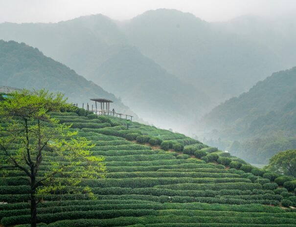 Hangzhou free tours suzhou free tours